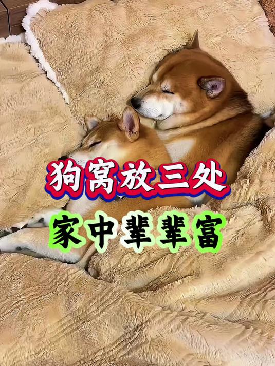 狗窝位置风水