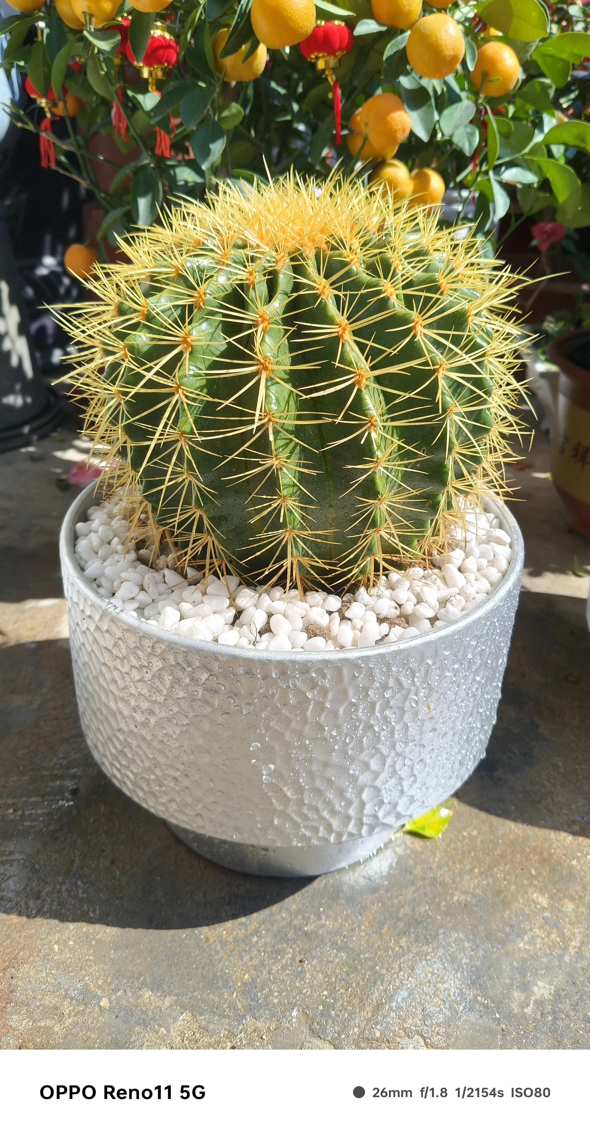 什么植物辟邪镇宅