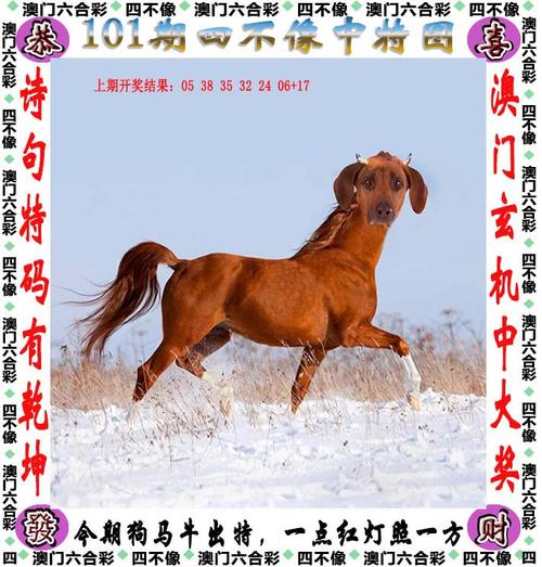 2O23新奥彩精准资料,奥彩2021