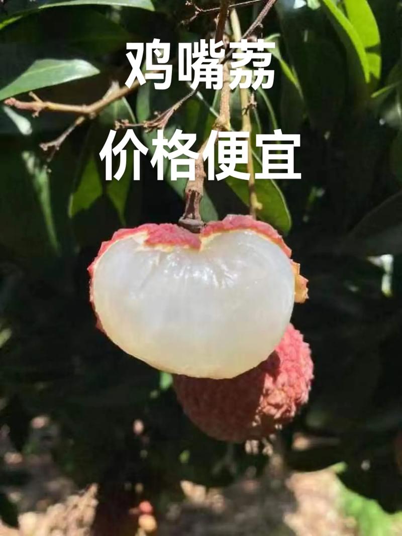 新澳2025天天正版资料和荔枝价格大跌与荔枝价格大跌7成