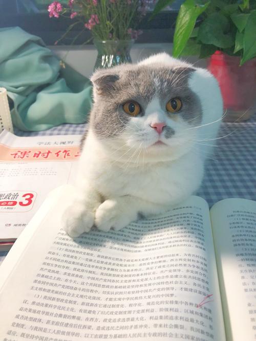 2025澳门特马开奖记录和猫咪从16楼意外坠落与猫咪从16楼意外坠落会死吗